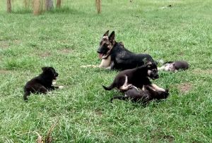 German Shepherd Puppies