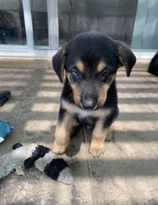 German Shepard mix lab