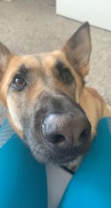 1 year old German Shepard for sale