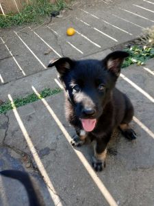 German Shepherd Husky