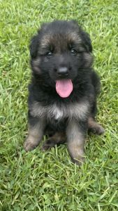 AKC German shepherd puppies
