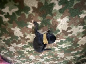 AKC German Shepherd puppies