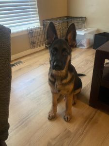 8 mo German Shepherd purebred