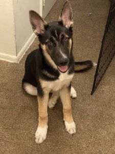 Lovely n Friendly puppy