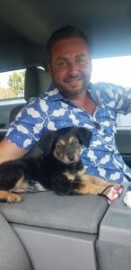 Shepiard lab mix- super cute