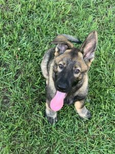 AKC registered German Shepard puppies 3 males available