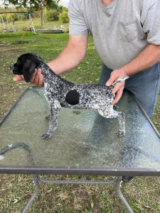AKC registered German Shorthaired Puppies