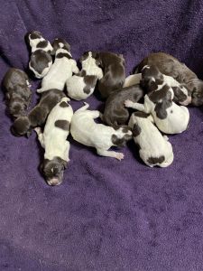 German shorthair puppies