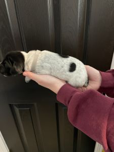 German shorthair pointer