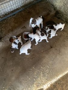 GSP Puppies