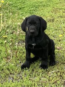AKC German Shorthaired Pointer Puppies
