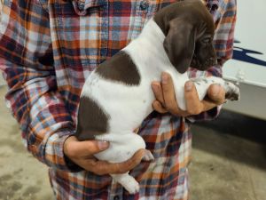 German shorthair pointer puppies