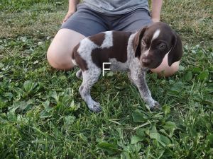 7 German shorthaired pointer puppies