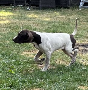 German shorthair pointer puppies