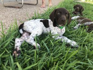German Shorthaired Pointer