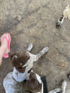 German shorthaired pointer