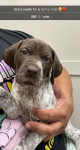 German Shorthaired pointer pup