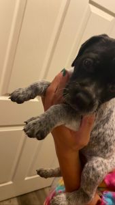 German Shorthaired pointer pup