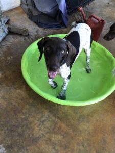 German Shorthaired Pointer
