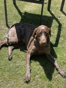 German shorthaired pointer