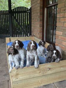 German Shorthaired Pointer puppies