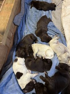Purebred GSP puppies
