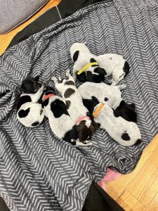 German short haired pointers