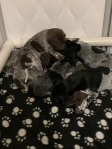 ANKC & RPBA Registered