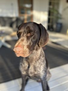 12 month old GSP