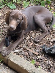 Puppies for sale needing Homes