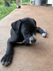 GSP x working dog puppies