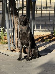 Purebred German Shorthaired Pointer Puppy – 9 months – Male – Microchi