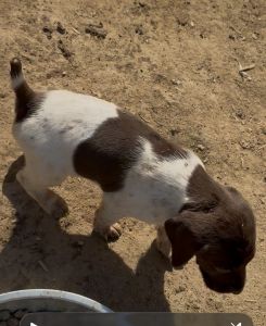 German shorthaired Pointer