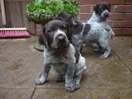 Beautiful German Shorthaired Pointer Puppies
