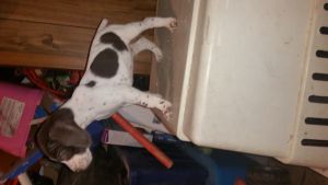 German shorthair pointer puppies