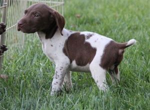 UKC/AKC German Shorthaired Pointer Puppies