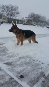 Germa Shepard Stud Service