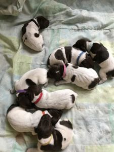 AKC german shorthair pointers