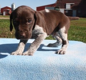 German short haired-pointer puppy