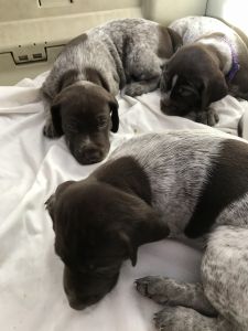 German Shorthaired Pointer puppies