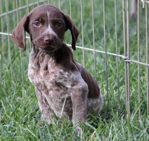 Adorable German Shorthaired Pointer Puppies