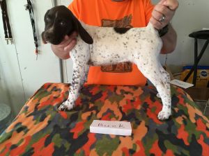 Excellent Bloodline Hunting Dogs