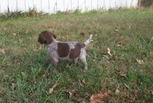 Amazing German Shorthaired Pointer puppies
