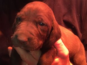 Your next best friend is here!