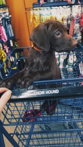 German Shorthair Pointer for sale