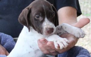 Intelligent German Shorthaired Pointer Puppies