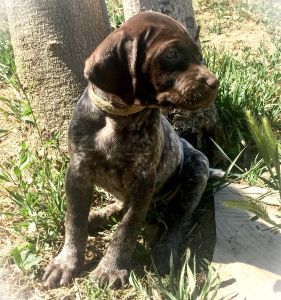 AKC German Shorthaired Pointer