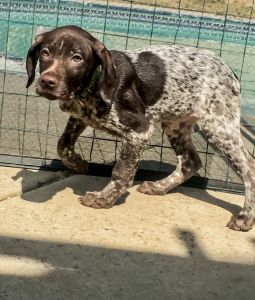 German Shorthaired Pointer Puppies