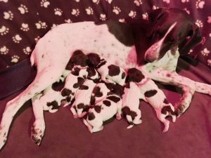 German Shorthaired Pointer Puppies