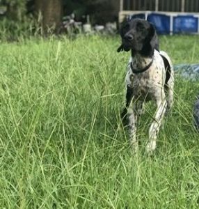 FEMALE GSP